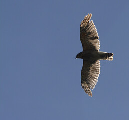 Red Shouldered Hawk in flight