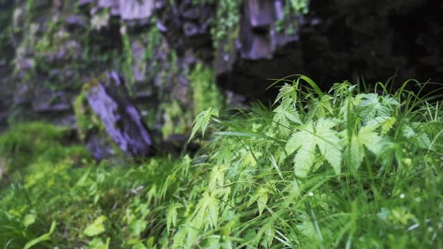 Plants and grass near waterfall