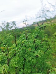 green tea plantation