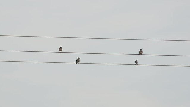 Birds perch on the power line of an electricity pylon. The wires move slightly in the wind. Suddenly the birds fly away. Location: Germany