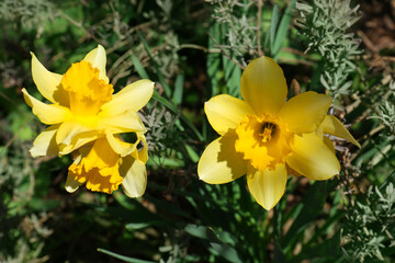 Beautiful yellow daffodils growing outdoors on spring day