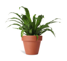 Beautiful asplenium plant in terracotta pot isolated on white. House decor