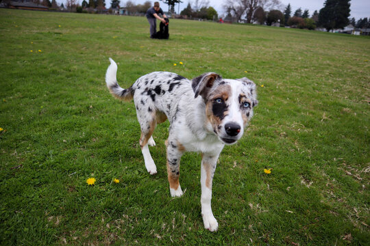 Australian shepherd border collie mix in dog park 