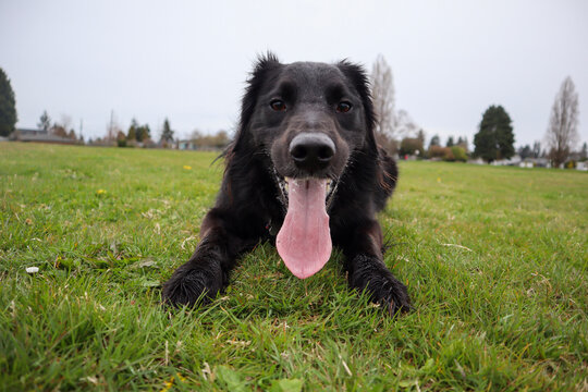 Border Collie Golden Retriever dog mix in park playing fetch