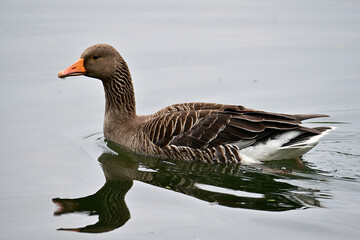 The greylag goose or graylag goose is a species of large goose in the waterfowl family Anatidae and the type species of the genus Anser. It has mottled and barred grey and white plumage and an orange  - obrazy, fototapety, plakaty