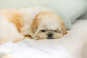 Shih tzu puppy relaxing. Photography in selective focus