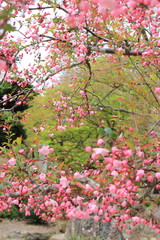 山形県烏帽子山公園の桜