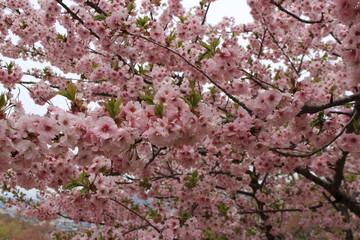 満開の菊桜
