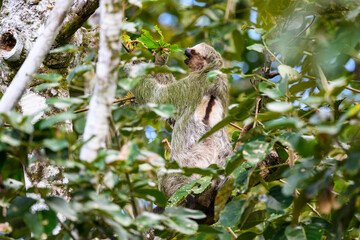 Three-toed sloth foraging in tree
