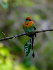 Broad-billed Motmot portrait on tree branch in Costa Rica