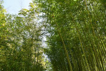 竹林