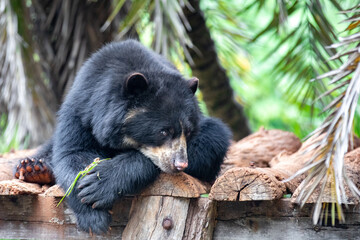 Spectacled bear (Tremarctos ornatus) in selective focus and depth blur