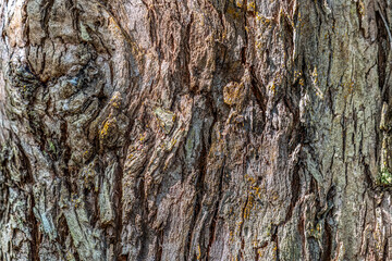 Tree bark texture in high definition for 3d and graphic design use
