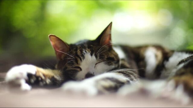 木漏れ日の中でうたた寝するキジ猫