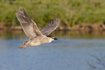 Fototapeta premium Black-crowned night heron (Nycticorax nycticorax) flying over lake, Houston area, Texas, USA.