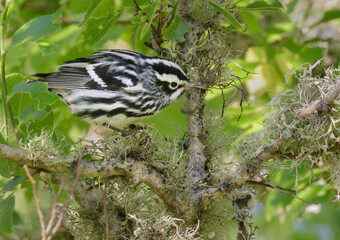 Black-and-white warbler (Mniotilta varia) feeding in a tree during spring migration, Galveston, Texas, USA.