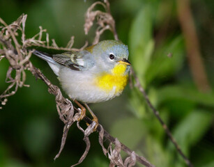 Northern parula (Setophaga americana) female during spring migration, Galveston, Texas, USA.
