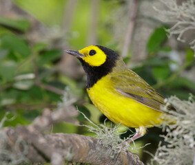 Hooded warbler (Setophaga citrina) male during migration, Galveston, Texas, USA.