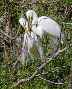 A couple of great egrtets (Ardea alba) accomodating a stick for their nest, High Island, Texas, USA.