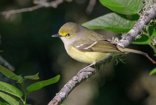 White-eyed vireo (Vireo griseus) during spring migration, Galveston, Texas, USA.