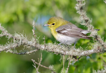 Yellow-throated vireo (Vireo flavifrons) during spring migration in Galveston, Texas, USA.