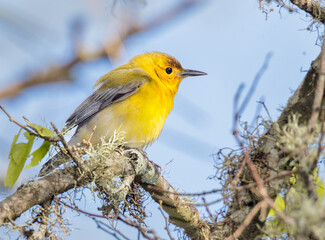 Prothonotary Warbler (Protonotaria citrea) male, during spring migration in Galveston, Texas, USA.