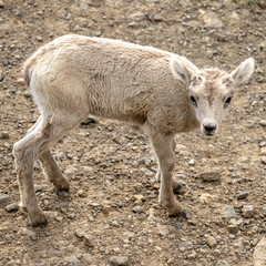 Looking Down On Big Horn Lamb In The Trail Below
