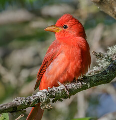 Summer tanager (Piranga rubra) male during spring migration in Galveston, Texas, USA.
