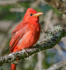Summer tanager (Piranga rubra) male during spring migration in Galveston, Texas, USA.