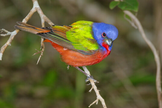 Painted bunting (Passerina ciris) on stopover during spring migration in Galveston, Texas, USA.