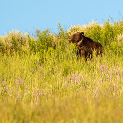 Mama Grizzly Lifts Head Out of Wildflower Field