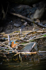 Chaffinch (Fringilla coelebs) hiding among broken sticks next to floating river