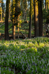 Fototapeta premium Lupine Bloom Below Moss Covered Pines In Warm Morning Light