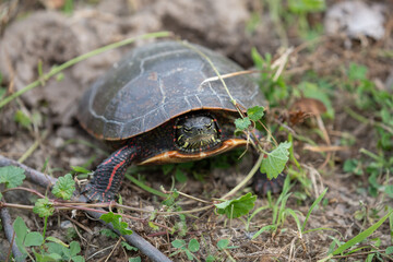 Chrysemys picta: A Close-Up Look at the Painted Turtle in Its Natural Habitat.  Wildlife Photography. 