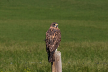Outdoor nature wildlife image of a Swainson's Hawk sitting on a wooden fencepost looking back over its shoulder at the camera.
