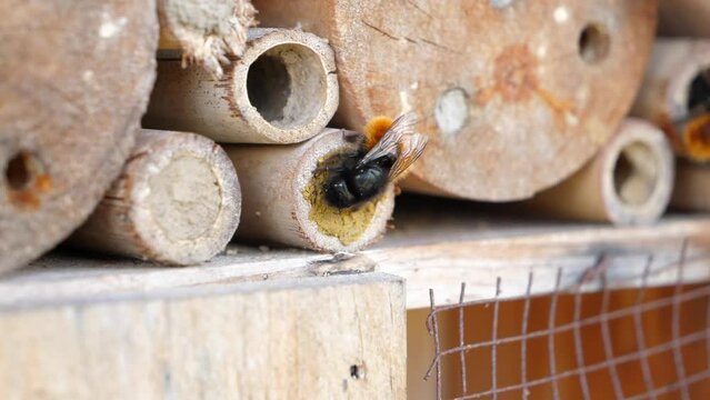 Mason bee digging hollow into wooden bug hotel bamboo stick to nest close up