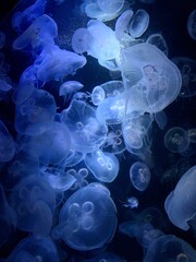 jellyfish in aquarium