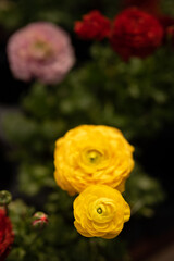 Close up of Yellow Persian Buttercup Flowers Blooming (Ranunculus asiaticus) 