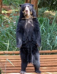 Spectacled bear (Tremarctos ornatus) in selective focus and depth blur