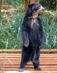 Spectacled bear (Tremarctos ornatus) in selective focus and depth blur
