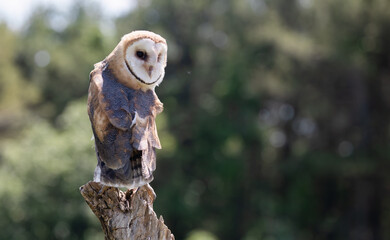 Barn Owl Up Close: The Intricate Beauty of Tyto alba.  Wildlife Photography. 