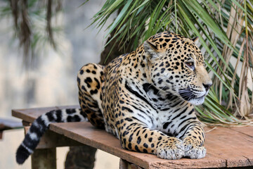 South American jaguar (Panthera onca). Tropical feline