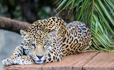 South American jaguar (Panthera onca). Tropical feline