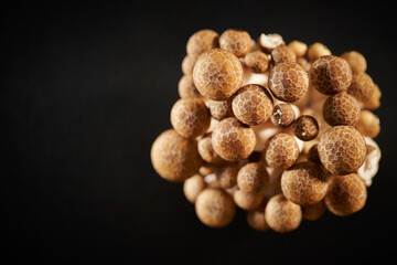 Beech mushroom on black background	
