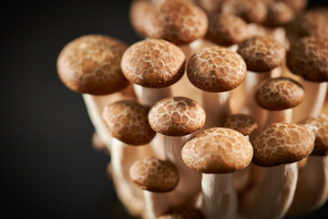 Beech mushroom on black background	