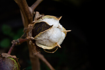 ripe cotton fruit on the plant