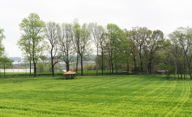 고창 학원농장의 노랗게 핀 유채꽃과 보리가 영글어가는 청보리밭 언덕