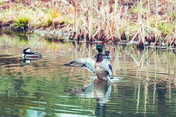 Mallard and two Hooded Mergansers