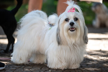 A lhasa apso standing on a city square path.