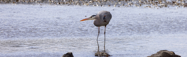 Heron standing in water fishing for food. Pipers Lagoon Park, Nanaimo, Vancouver Island, British Columbia, Canada.